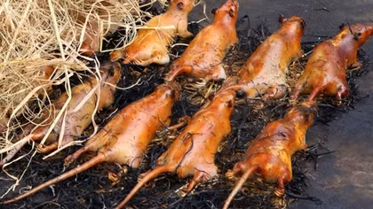 Nhớ… chuột