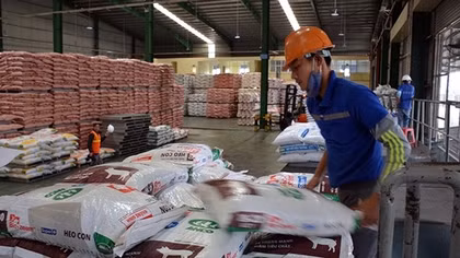 Áp thuế thức ăn chăn nuôi thiếu thống nhất khiến ngành chăn nuôi gặp khó