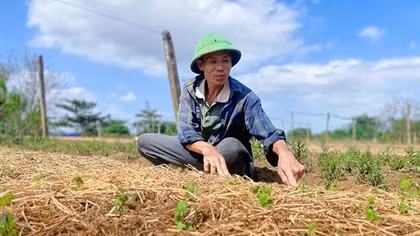 Nông dân vùng lũ gượng dậy, “hồi sinh” vựa hoa Tết