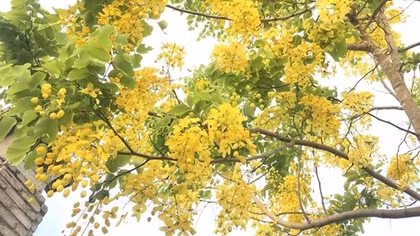 Hoa Osaka đỏ cao nguyên trắng