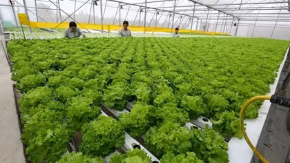 Muốn có thực phẩm an toàn, gốc rễ phải bắt đầu từ sản xuất
