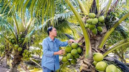 Giá dừa tươi tăng từng ngày