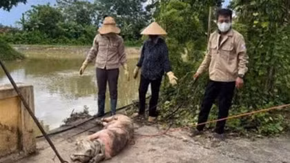 Tiềm ẩn nguy cơ lây lan dịch bệnh từ việc vứt xác lợn chết bừa bãi