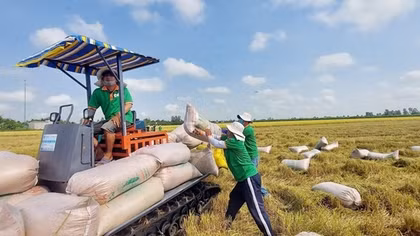 Gạo là mặt hàng xuất khẩu chủ lực của Việt Nam vào Philippines