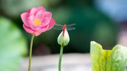 Mọi sự rồi sẽ ổn