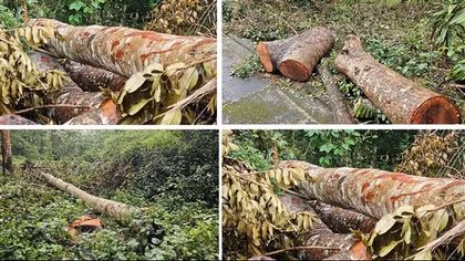Tin thêm vụ hàng chục cây xà cừ bị đốn hạ ở công viên văn hoá hồ nước ngọt