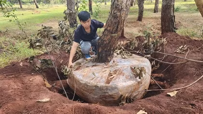 Gia Lai: Triển khai ngay các giải pháp bảo vệ rừng thông quý