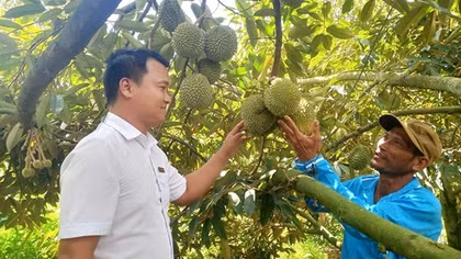 Agribank Sông Hinh góp phần xây dựng những vườn cây trái trĩu quả
