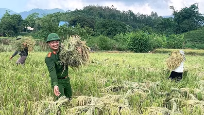 Công an xã giúp người dân thu hoạch lúa tránh thiên tai