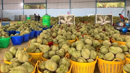 Hiệp hội sầu riêng Đắk Lắk kiến nghị “khẩn” gỡ khó cho sầu riêng