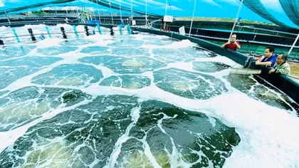 Sản xuất xanh trong ngành tôm