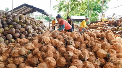 Ngành dừa từ nông nghiệp truyền thống đến kinh tế xanh tỷ USD