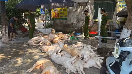 Rợn người với chục con lợn thịt vứt trên sàn nhà, ruồi bâu đầy sắp được đem quay