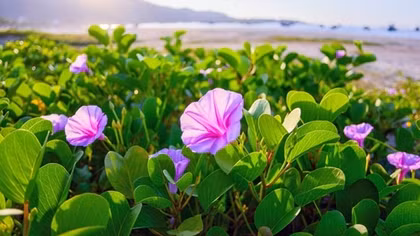 Làng chài và hoa
