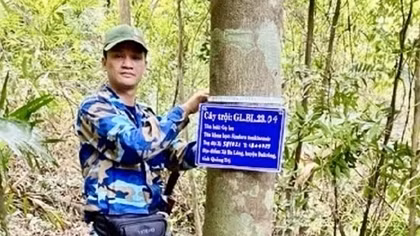 Đi tìm “cây trội” giữa đại ngàn rừng Đakrông