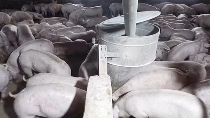 Tây Ninh: Tiêu hủy hơn 1.000 con heo nhiễm virus dịch tả heo Châu Phi