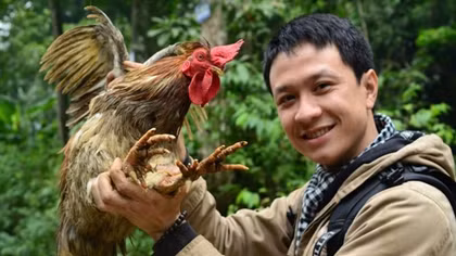 Tới Xuân Sơn “săn” gà chín cựa