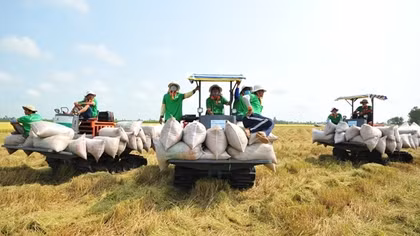 Kiểm tra việc thực thi các quy định pháp luật về kinh doanh xuất khẩu gạo