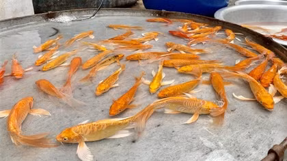 Cá chép tăng giá trong ngày ông Công ông Táo