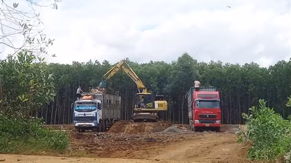 Kiên quyết xử lý trạm cân kiểm, thu mua cây gỗ keo trái phép trên đất rừng sản xuất