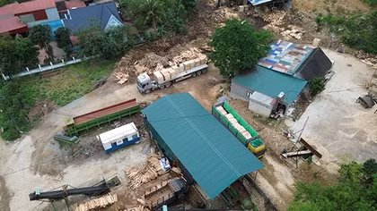 Hàng loạt cơ sở thu mua, chế biến gỗ trái phép tái diễn hoạt động