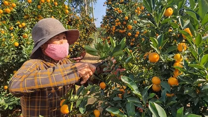 Tưng bừng mùa quất Tết Hội An