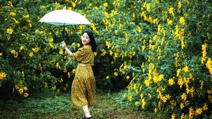 Đà Lạt vào mùa hoa dã quỳ vàng