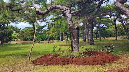 Thông cổ thụ Đak Đoa tiếp tục bị đào bứng