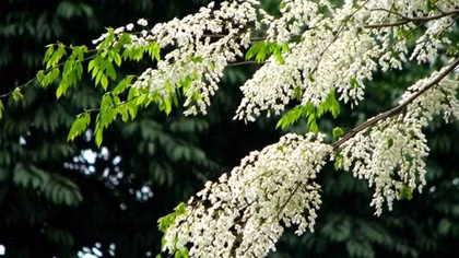 Giữa những tầng sâu bình yên