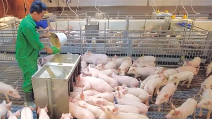 Nguồn cung thịt lợn đủ đáp ứng nhu cầu Tết Nguyên đán