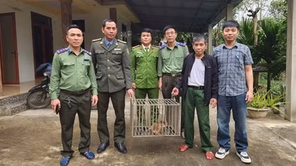 Thả 3 cá thể khỉ vàng quý hiếm về Vườn quốc gia Phong Nha Kẻ Bàng