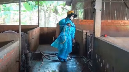 Nhiều hộ chăn nuôi heo ở Tây Ninh còn giấu dịch