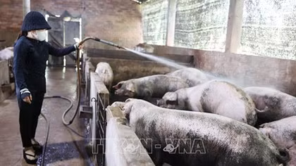 Giá thịt tăng cao, người chăn nuôi có lợi nhuận tốt