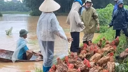 Khuyến cáo người dân vùng lũ không sử dụng gia súc, gia cầm chết làm thức ăn