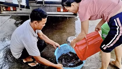 Đêm thức cùng mùa “mực nháy, mực nhảy”