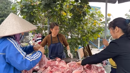 Giá lợn hơi tiếp tục giảm
