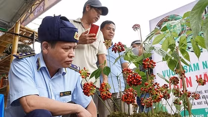 Chuyện những người soi… sâm!