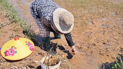 Nhiều nông dân Quảng Trị điêu đứng vì lũ trái mùa