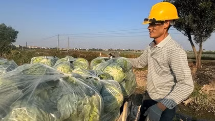 Hải Dương thực hiện 14 liên kết trong sản xuất nông nghiệp