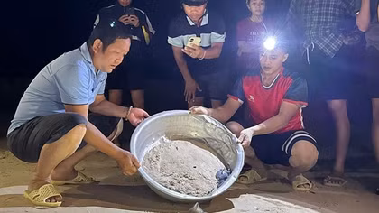 Dân làng chài rộn ràng thức canh rùa con quý hiếm chào đời