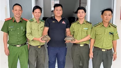 Phát hiện 2 rùa núi vàng quý hiếm bò bên đường, người dân giao nộp Công an