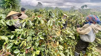 Công an xã đảm bảo an ninh mùa thu hoạch cà phê ở Quảng Trị