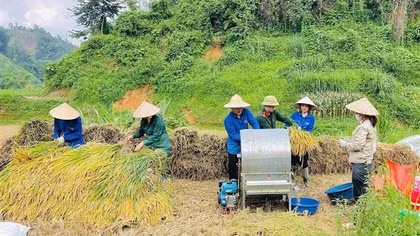 Công an xã ở Lạng Sơn hỗ trợ người dân thu hoạch lúa mùa vụ