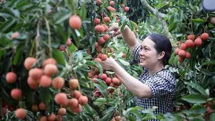 Cơ hội nào để trái cây Việt Nam vươn xa trên thị trường quốc tế?