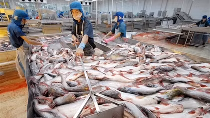 Các hiệp hội, doanh nghiệp xuất khẩu nông sản tìm biện pháp ứng phó việc Mỹ áp thuế 46%