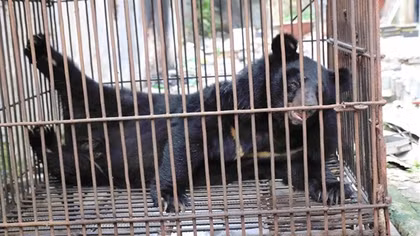 Cứu hộ gấu ngựa tên “Hải Phòng” đúng dịp kỷ niệm 70 năm giải phóng thành phố cảng
