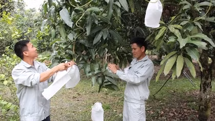 Nhân rộng và phát triển các vùng nguyên liệu đạt chuẩn