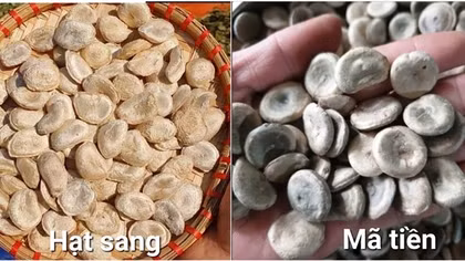 Phát hiện "hạt sang rởm" chữa dạ dày có chất độc gây ngừng tim