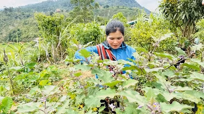 Nhớ vị cà đắng giữa rừng Tây Nguyên