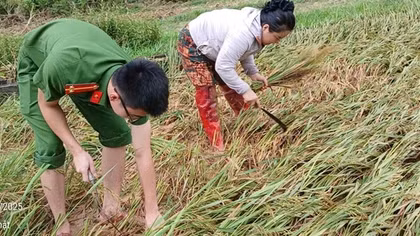 Công an xã Vạn Xuân giúp dân gặt lúa “chạy bão”